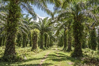 plantacja na madagaskarze palmy oleistej