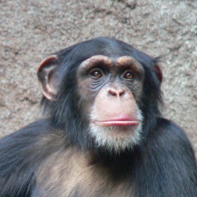 Szympans - foto-Wikimedia-Commons-Chimpanzee-Head