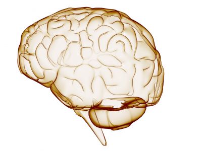 Ilustracja ludzkiego mózgu - kolor brązowy