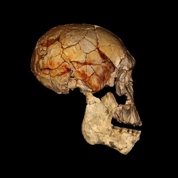 Zdjęcie: Skamieniała czaszka (tzw. "1470"), której fragmenty odkryto w 1972 oraz żuchwa zupełnie innego osobnika, świetnie do siebie pasują. Uważa się, że pochodzą od osobników tego samego gatunku. Fot: Fred Spoor