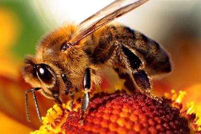 pszczoła na kwiatku zbiera pyłek