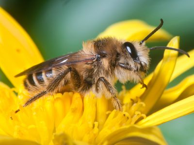 Pszczoła - Abella en Brión, Galicia (Spain)