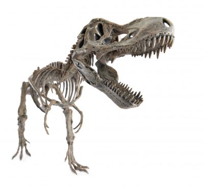 szkielet tyranozaura