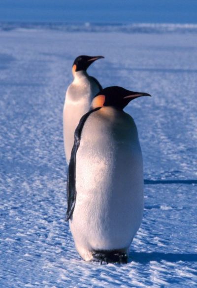 Pingwiny cesarskie, fot. public domain