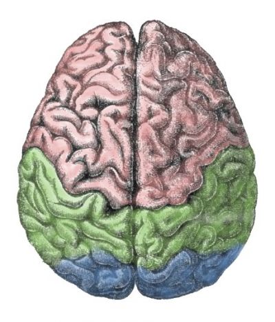 Mózg człowieka, fot. Gutenberg Encyclopedia, CC BY-SA 3.0